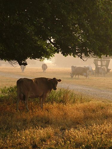 Farm Pictures, Cabin In The Mountains, Country Summer, Cottage Aesthetic, Farm Photography, Cow Pictures, Farm Fence, Dairy Farm, Cottage Core Aesthetic