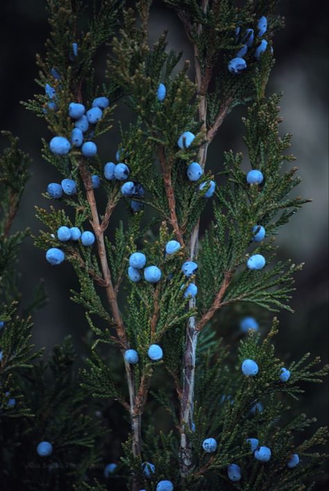 Witches Cottage, Juniper Berries, Patiently Waiting, Nature Aesthetic, Green Aesthetic, Nature Beauty, A Tree, Beautiful World, Night Sky