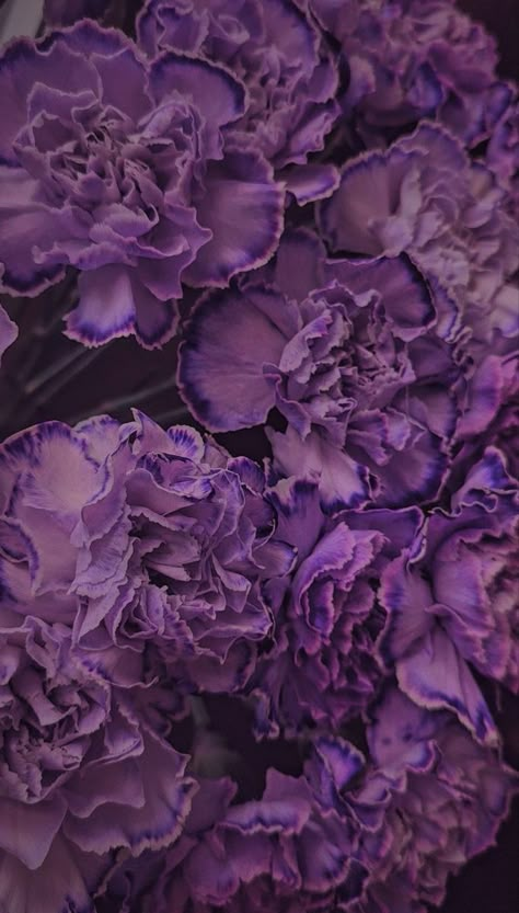 Plum Aesthetic, Purple Carnations, Iphone Wallpaper Stills, Cellphone Wallpaper Backgrounds, Carnation Flower, Nothing But Flowers, Flower Therapy, Beautiful Landscape Wallpaper, Pretty Wallpaper Iphone