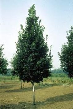 Tree Shapes: Pyramidal Tree Shape Pale Yellow Flowers, Tilia Cordata, Growing Trees, Landscaping Trees, Linden Tree, Magnolia Trees, Landscape Plans, Evergreen Trees, Tree Shapes