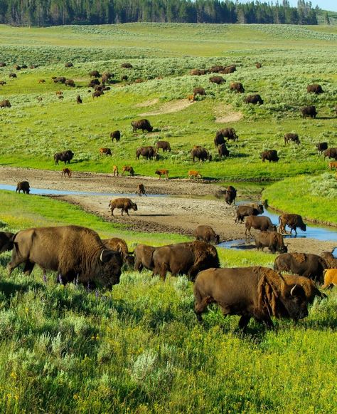 Herd of Bison in Hayden Valley - A majestic herd of bison roaming the Hayden Valley in Yellowstone National Park. #Bison #Yellowstone Bison Yellowstone, Yellow Stone, Yellowstone National, Yellowstone National Park, Beautiful Nature, National Park, National Parks, Animals, Nature