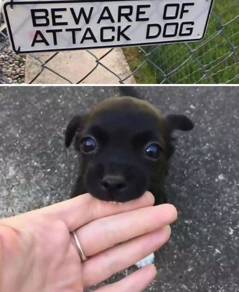 Animals Being Silly, Cute Funny Puppies, Puppy Meme Funny, Silly Puppies, Cute And Funny Animals, Funny Puppy Pictures, Funny Puppies, Dog Meme, Funny Puppy