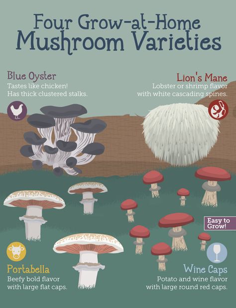 Food Mushrooms, Grow Mushrooms, Growing Mushrooms At Home, Mushroom Varieties, Mushroom Kits, Mushroom Cultivation, Garden Mushrooms, Edible Mushrooms, Food Forest