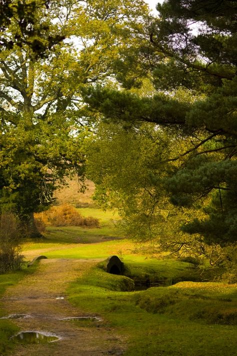 Ancient woodland to explore in the #Newforest Hampshire England, The New Forest, British Countryside, New Forest, English Countryside, Glamping, Hampshire, Beautiful World, Beautiful Landscapes