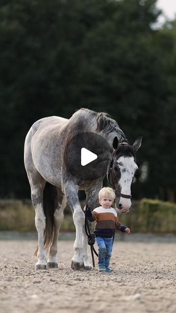 Friends Videos, Army Tent, Horses Photography, Beautiful Horses Photography, Fun Animals, Morgan Horse, Horse Videos, My Horse, Baby Horses