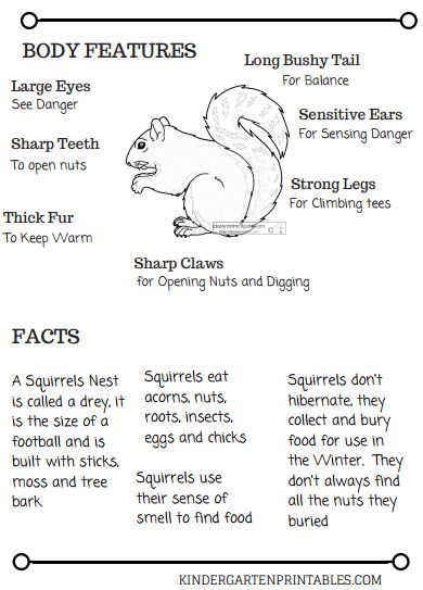 Lets Learn about…. Squirrel Worksheet Squirrel Worksheet, Squirrel House Plans, September Preschool Themes, Squirrel House, September Preschool, Homework Sheet, Fall Preschool Activities, Nature School, Fall Preschool