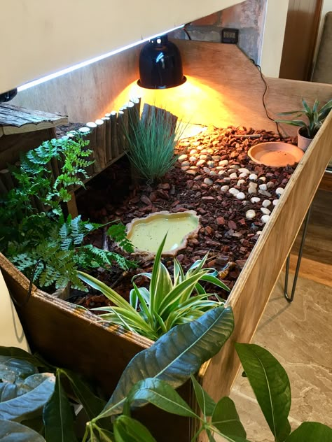 Turtle Cage Indoor, Raised Garden Bed For Tortoise, Turtle Table Tortoise Habitat, Pet Tortoise Habitat, Tortoise Habitat Ideas Indoor, Tortoise Cage Indoor, Turtle Indoor Habitat, Indoor Tortoise Habitat, Tortoise Table Ideas