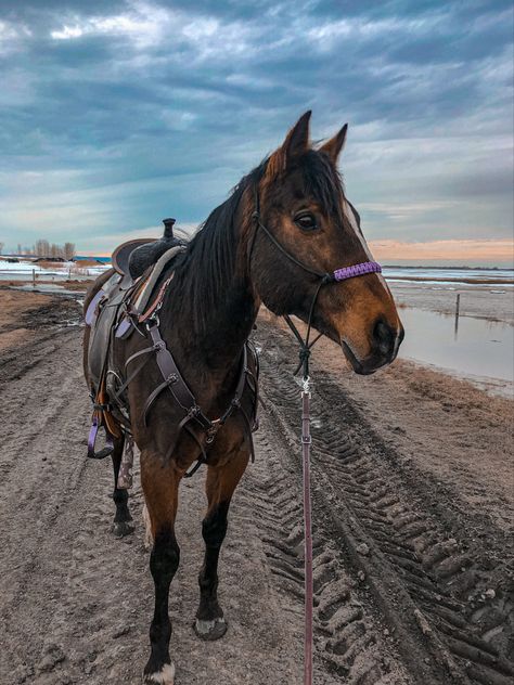 Barrel Horses, Bay Horses, Western Horses, Barrel Racing Horses, Horse Things, Bay Horse, Barrel Horse, Dream Horse, Rodeo Life