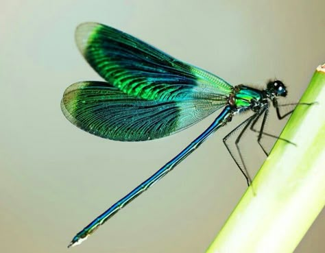 Greenish bluish dragonfly Dragonfly Images, Dragonfly Photos, Dragon Flys, Dragonfly Painting, Colorful Dragonfly, Dragonfly Insect, Picture Polish, Green Dragonfly, Dragonfly Art