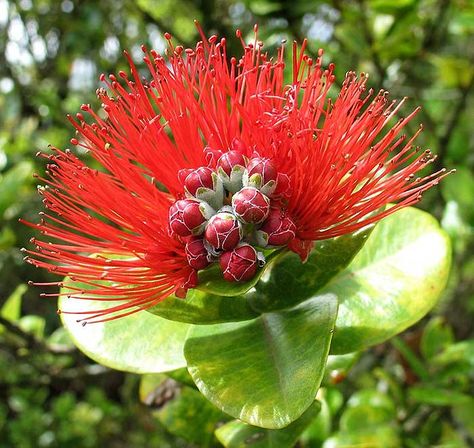 Metrosideros polymorpha Lehua Flower, Hawaiian Plants, Hawaii Flowers, Jewel Orchid, Yellow Hibiscus, New Roots, Hawaiian Flowers, Flower Tops, Growing Flowers