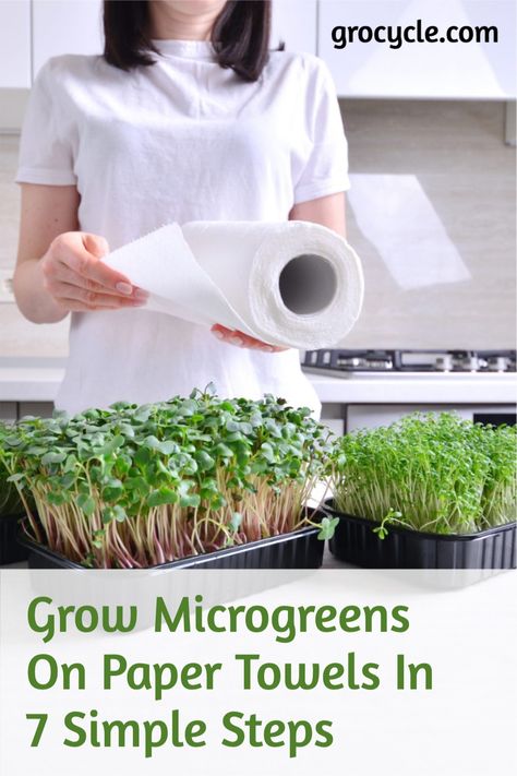 Growing microgreens on paper towels is one of the easiest ways to start growing your own food. You don’t need to have a green thumb or to buy expensive supplies. With just seeds, paper towels and water you can produce nutritious greens that make a great addition to any salad or smoothie. How To Grow Broccoli Microgreens, How To Grow Micro Greens, Microgreens Growing Indoor Setup, Growing Microgreens Without Soil, Growing Sprouts Indoors, Diy Microgreens Tray, How To Grow Microgreens At Home, Growing Microgreens Indoors, Microgreens Smoothie