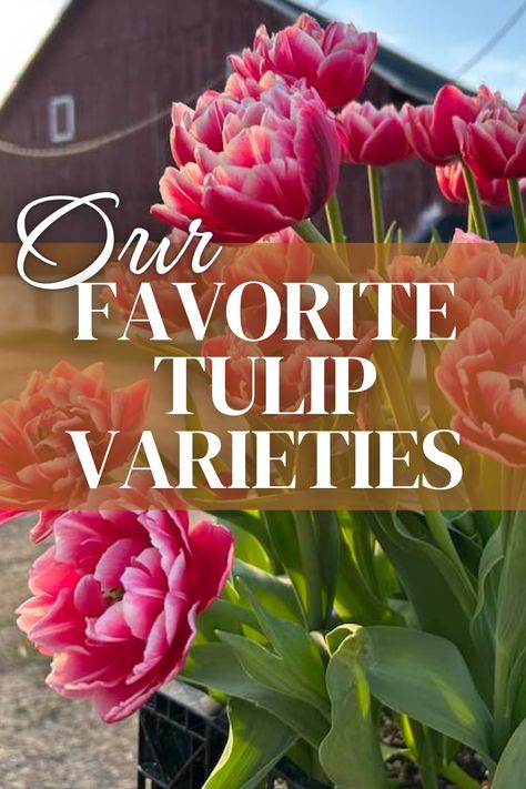 Sharing our favorite tulip varieties that we grow as cut flowers here at Two Sisters Flower Farm! Tulip Planting Ideas, Tulip Varieties, Tulip Planting, Dutch Tulips, Growing Tulips, Spring Display, Lavender Petals, Tulip Season, Dutch Tulip