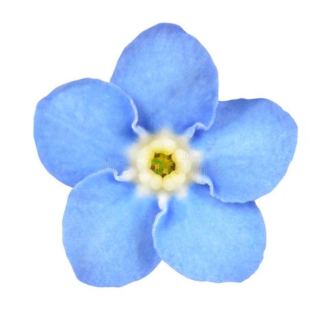 Blue Flower Tattoos, Forget Me Not Tattoo, Forget Me Nots Flowers, Forget Me Not Blue, Blue Flower Art, Royal Blue Flowers, Blue Flower Wallpaper, Forget Me Not Flowers, Navy Blue Flowers