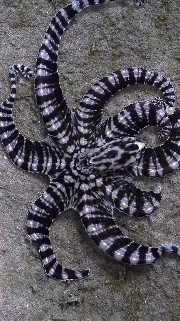 Feather Starfish, Mimic Octopus, Brittle Star, Mantis Shrimp, The Mimic, Save Our Oceans, Animal Study, Water Animals, Animal Science