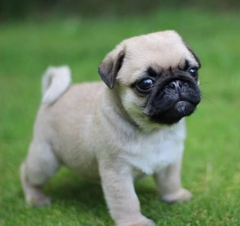 Cachorro pug con cara de enojado Cute Pug Puppies, Baby Pugs, Pug Puppies, Cute Pugs, Baby Animals Funny, Puppy Breeds, Bichon Frise, Pug Dog