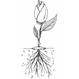 Flower With Root Flower With Roots Tattoo, Flower With Roots, Flower Roots, Following Directions Activities, Roots Tattoo, Plant Parts, Hamster Habitat, Identify Plant, Parts Of A Plant