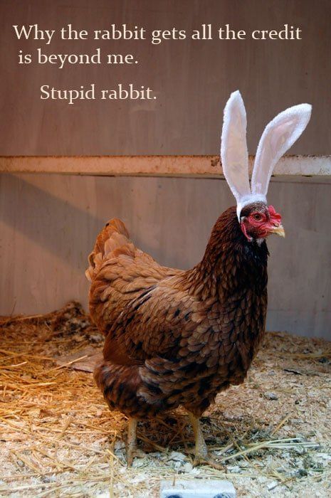 Funny Easter Pictures, Easter Chickens, Chicken Quotes, Happy Easter Funny, Happy Easter Quotes, Easter Messages, Easter Chicken, Easter Quotes, Rabbit Rabbit