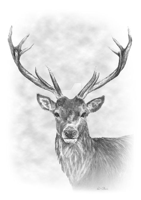 Stag Tattoo Design, Elk Drawing, Deer Sketch, Stag Tattoo, Deer Drawing, Pencil Drawings Of Animals, Deer Tattoo, Deer Painting, Drawing Heads