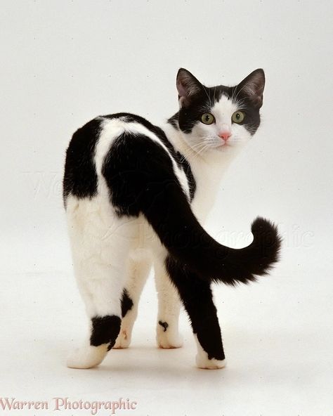 Cat Looking Back, Female Cat, Cat Anatomy, Back Photo, Cat Reference, Animal Study, Cat Pose, Pretty Animals, Silly Animals