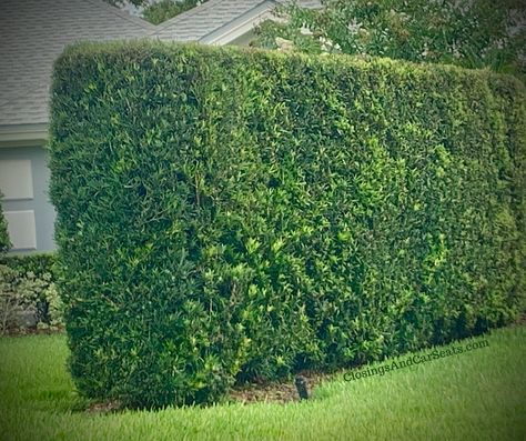 Hedge Fence Privacy, Podocarpus Hedge Privacy Fences, Florida Privacy Hedge, Shrub Fence Privacy Hedge, Hedge For Privacy Fence, Hedge Row Ideas, Florida Privacy Landscaping, Podocarpus Landscaping, Podocarpus Hedge