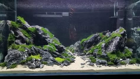 Seiryu Stone Aquascape, Zen Aquarium, Aquariums Ideas, Shrimp Tanks, Aquascape Design, Aquatic Garden, Shrimp Tank, Aquarium Landscape, Japan Garden