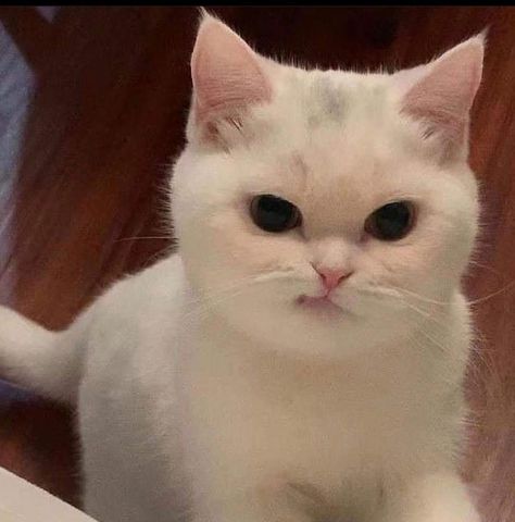 Angry Cat, Cat Meme, Funny Cute Cats, Pretty Cats, Baby Cats, Funny Cat, Funny Cute, Cute Cat, Cute Cats