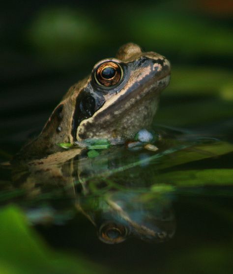 Common frog in pond portrait | I found frogs colonising my g… | Flickr Frog In Pond, Common Frog, Frog Eye, Pottery Animals, Pond Life, Underwater Animals, Kinds Of Birds, Aquatic Animals, Garden Pond