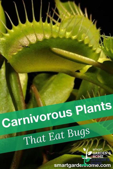 When we think of carnivorous plants, most of us imagine enormous carnivorous plants that eat humans and animals from science fiction or horror movies. But these protein-eating plants are actually aesthetically beautiful and quite interesting to cultivate https://smartgardenhome.com/carnivorous-plants-eat-bugs-insects/?utm_source=pinterest&utm_medium=smartgardenhome&utm_campaign=publer #carnovorousplants Bug Eating Plants, Sundew Plant, Gardening Gadgets, Modern Gardening, Plant Names, Plant Help, Humans And Animals, Smart Garden, Pitcher Plant