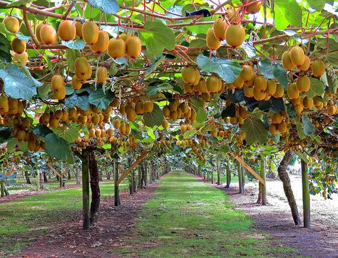 kiwi tree | Recent Photos The Commons Getty Collection Galleries World Map App ... Kiwi Growing, Kiwi Vine, Orchard Garden, Forest Fruits, Kiwi Fruit, Vegetable Garden Design, Fruit Plants, Fruit Garden, Exotic Fruit