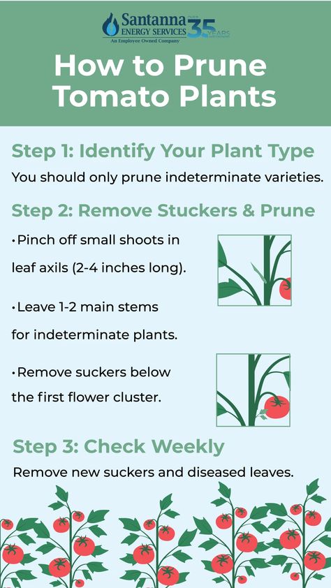 How to Prune Tomato Plants Prune Tomato Plants, Tomato Pruning, Homemade Cleaning Products, Tomato Plants, Types Of Plants, Home Projects, Tomatoes, Fun Diys, Improve Yourself