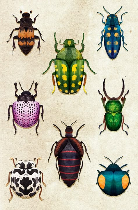 Beetles on Student Show Beetle Pattern, Beetle Drawing, Beetle Illustration, Beetle Art, Illustration Canvas, Bug Art, Posca Art, Beautiful Bugs, Insect Art