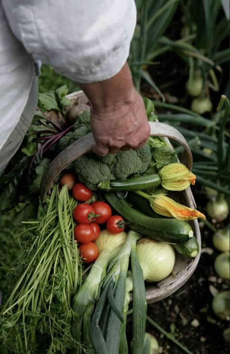 gifts for gardeners - grow your own gift set by pippa greenwood #giftideas #gardeners #gardens #sustainable Sustainable Garden Ideas, Gift Ideas For Gardeners, Mealy Bugs, Sustainable Flowers, Plant Saucer, Sustainable Gardening, Garden Harvest, Veg Garden, Sustainable Garden