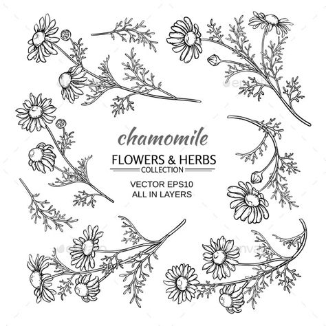 Chamomile Drawing, Chamomile Tattoo, Day Art Challenge, 30 Day Art Challenge, Tea Package, Tattoo New, Floral Tattoos, Flowers Vector, Tea Company