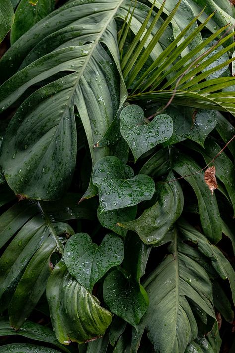 Wet Monstera deliciosa plant leaves in a garden | free image by rawpixel.com / Jira Iphone Wallpaper Tropical, Deliciosa Plant, Lotus Flower Pictures, Tropical Background, Plants Are Friends, Plant Images, Image Ideas, Wallpaper Nature, Plant Aesthetic