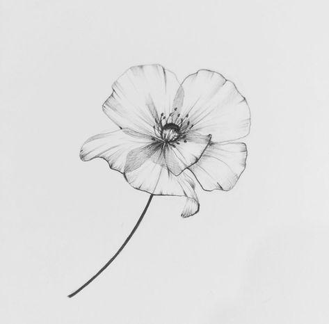 Single Needle Floral Tattoo, Black And White Poppy Flower Tattoo, Poppy Ink Drawing, Poppy Head Tattoo, Coclico Fleur, Poppy Flower Tattoo Black And White, Poppy Back Tattoo, Poppy Tattoo Black And White, Poppy Flower Tattoo Design