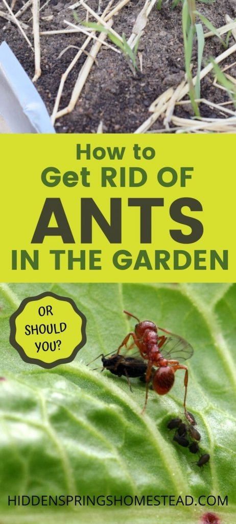 Ant Remedies, Ants In Garden, Growing Calendar, Slugs In Garden, Ant Repellent, Kill Bugs, Bad Bugs, Red Ant, Tattoo Plant