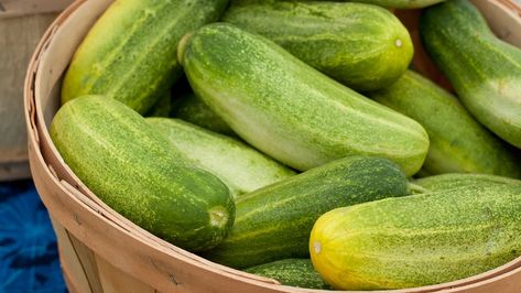 Bitter Cucumbers, Organic Fungicide, Best Online Shops, Fruit Picker, Mushroom Kits, Cucumber Beetles, Cucumber Plant, Perennial Vegetables, Cucumber Seeds