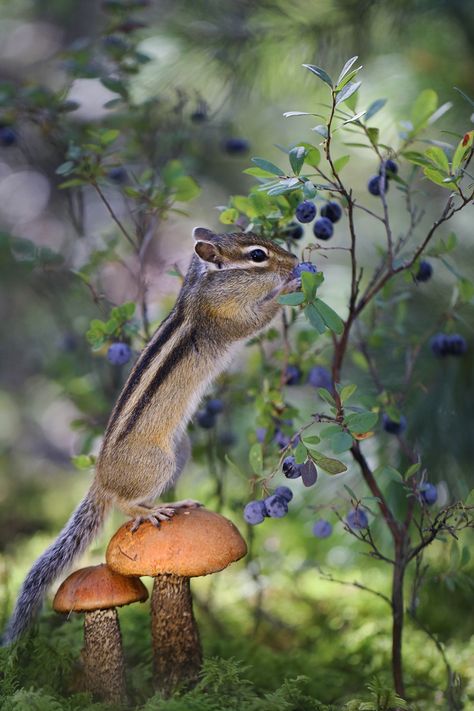 Canvas Reference, Wild Animals Pictures, Forest Creatures, Reference Pictures, Russia City, Small Canvas, Class Ideas, Woodland Creatures, Forest Animals