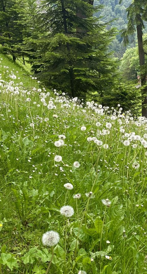 Aesthetic Green Wallpaper, Dandelion Wallpaper, Dark Forest Aesthetic, Spring Forest, Fotografi Vintage, Aesthetic Green, Nothing But Flowers, Aesthetic Nature, Plant Wallpaper