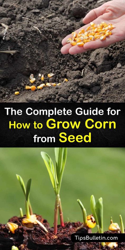 Discover everything you need to know to start growing corn on your own. Learn about proper soil temperature, planting, and growing sweet corn, and how regular sweet corn and supersweet corn are processed for human consumption. #corn #seed #growing #gardening When To Plant Corn, Corn Dog Recipe, Growing Sweet Corn, Grow Corn, Recipes Corn, Flint Corn, Corn Ribs, Seed Growing, Corndog Recipe