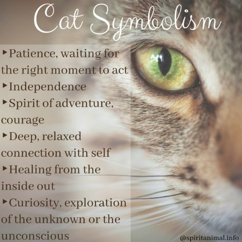 Cleansing Spell, Spiritual Animals, Animal Totem Spirit Guides, Cat Symbolism, Cat Spirit Animal, Magickal Correspondences, Cat Totem, Spirit Animal Meaning, Animal Meanings