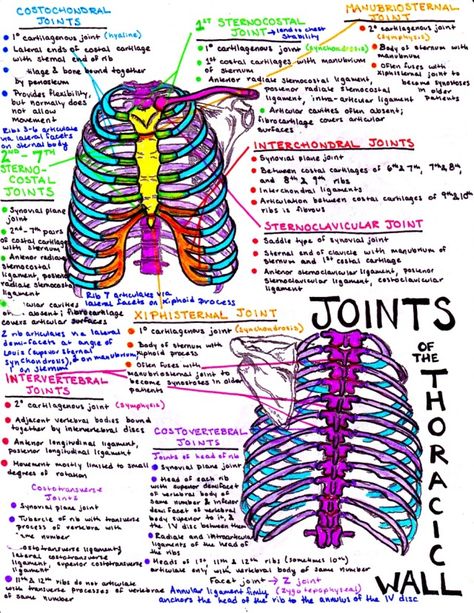 Joints of the thorax! download my anatomy study guides and cheat sheets here! Ma Notes, Joints Anatomy, Anatomy Notes, Human Biology, Medical Notes, Mcat Study, Coffee Scrubs, Medicine Notes, Nurse Study Notes