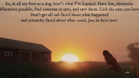 A Dog's Purpose A Dogs Purpose Quotes, Isle Of Dogs Movie, A Dog's Purpose, A Dog's Journey, A Dogs Purpose, Purpose Quotes, Isle Of Dogs, Favorite Movie Quotes, Movie Quotes