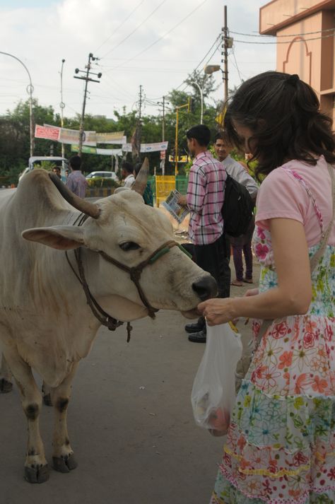 (On a street in India) This cow was participating in helping me do a good deed and at the same time work thru a bit of bad karma (gently & nicely as cows do) I was too slow at giving her the apples, so she pushed me with her horns, ripping a hole in my dress! But all's well that ends well I guess ! Partition Of India, Cow Feed, Cow And Calf, Bad Karma, Travel People, Modern India, Motorcycle Painting, Cow Calf, Om Namah Shivaya