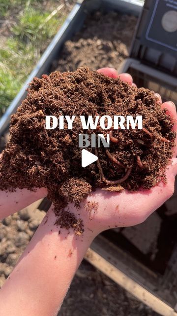 Milli | Homesteading & Homemaking on Instagram: "Comment WORMS to get my free quick start guide to worms.  Compost worms can turn food scraps into compost in as little as 90 days.   Try this DIY worm bin! I have tried a few different ways to worm farm and this is my favorite system. And surprisingly it’s the simplest and least expensive. I added 2,000 worms from @unclejimswormfarm to this bin. You can find a link in my bio for the worms!   Will you be becoming a worm farmer?  #compostworms #redwigglers #gardening #soil" Worm Farming Diy, Wormery Diy How To Build, Diy Worm Bin, Worm Farm Diy How To Make A, Mealworm Farm Diy, Diy Wormery, Diy Worm Farm, Earthworm Farm, Compost Worms