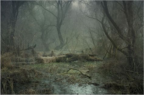 Lovecraft Aesthetic, Swampy Forest, Wooden Path, Grunge Pictures, Creeped Out, Deer Creek, White Deer, Forest Path, Fantasy Forest