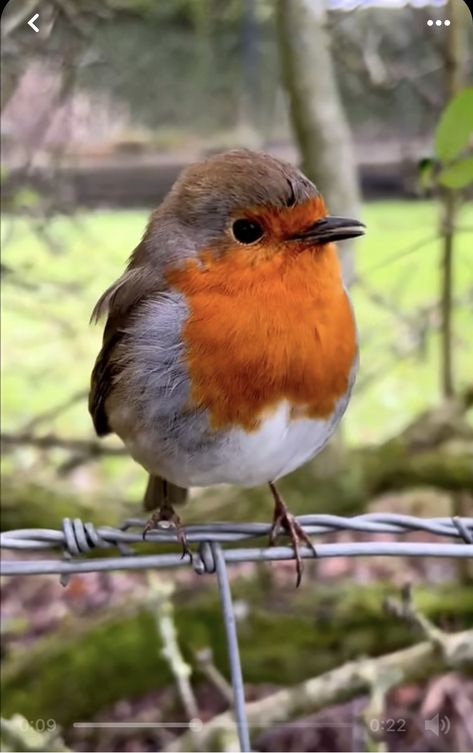 Regnul Animal, Robin Redbreast, Birds Singing, Most Beautiful Birds, Robin Bird, Creature Comforts, Nature Birds, Bird Pictures, Cute Wild Animals