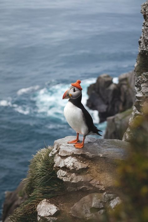 Eaten Alive, Nature Photographers, Atlantic Puffin, Bird Treats, Coastal Birds, Crochet Birds, Bird Hunting, Coastal Charm, Bird Food