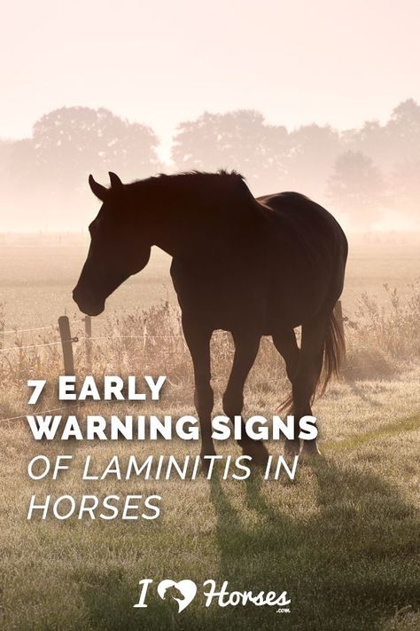 Horse Deworming Schedule, Owning A Horse For The First Time, Holistic Horse Care, Advice From A Horse, Laminitis In Horses, Trail Riding Horses, Horse Farm Ideas, Horse Facts, Horse Care Tips