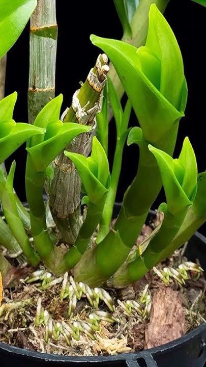 Water Culture Orchids, Indoor Cactus Plants, Plants Grown In Water, Indoor Orchids, Orchid Plant Care, Orchid Planters, Garden Remedies, Orchid Plant, Growing Orchids